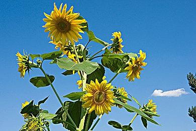 《匹诺曹的谎言》第二首原声主题曲《Dreadful March》公布